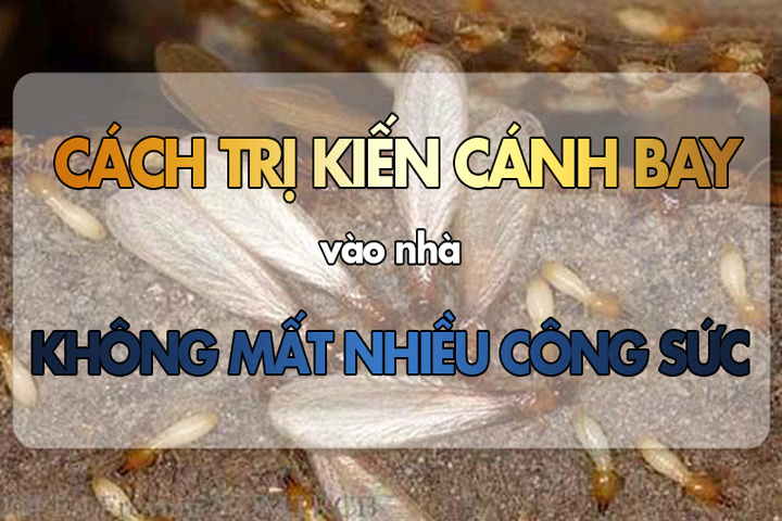 Dế Vào Nhà Đánh Con Gì?