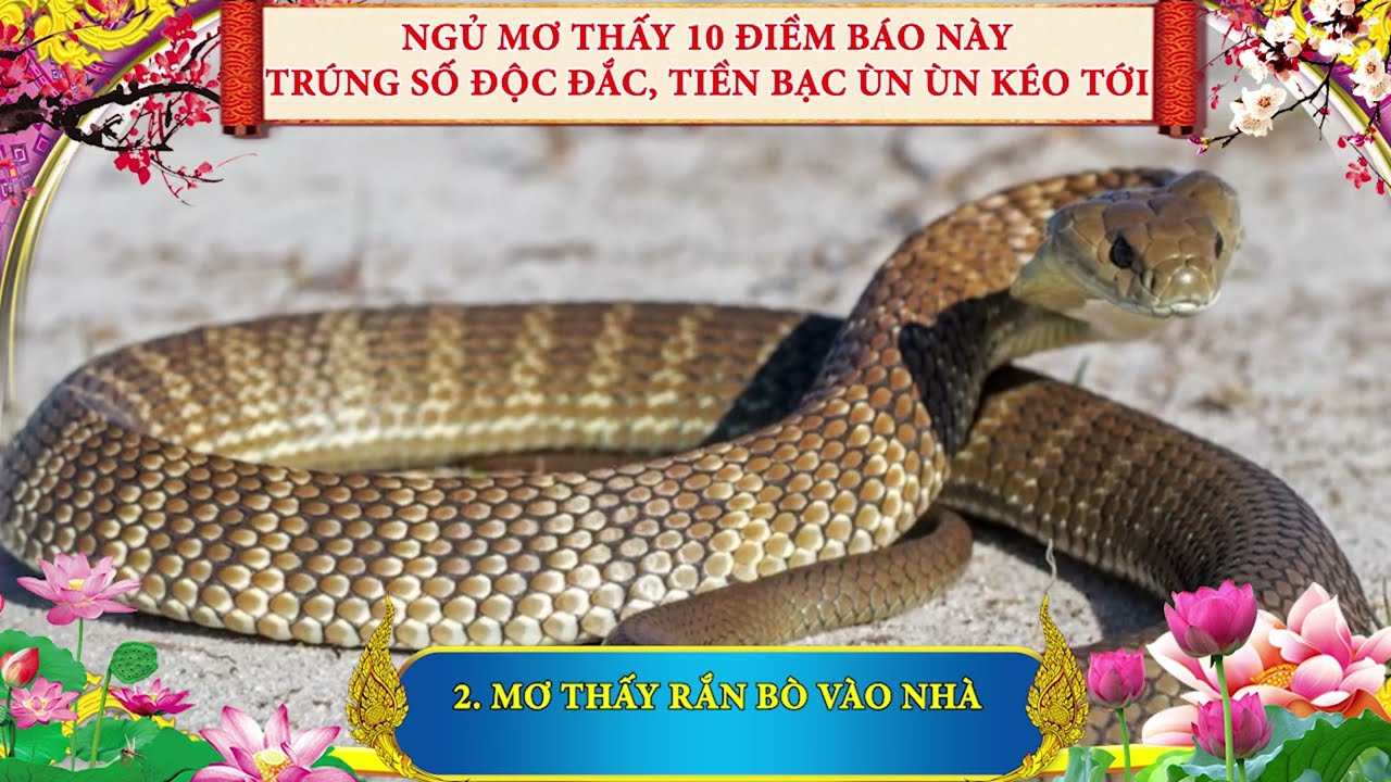 Mơ thấy gạo đánh con gì Ý nghĩa và Tường thuật chi tiết