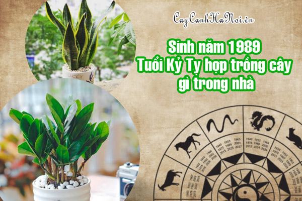 Mơ thấy số 89 đánh con gì Giải mã và ý nghĩa